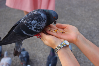 A person feeding a pigeon